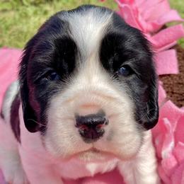 Rosemary - English Springer Spaniel puppy from Hurds Hound Haven