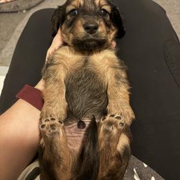 Steve - Wild  boar and tan male Dachshund puppy in Crosby, Texas from House of Slinkys