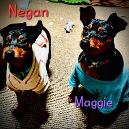 Miniature Pinscher Puppies from K&J's Min Pins Of Grand Lake