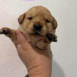 Penne - Yellow female Labrador Retriever puppy in Tomahawk, Wisconsin from Mahner Labs