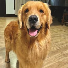 Charlie - Golden Retriever