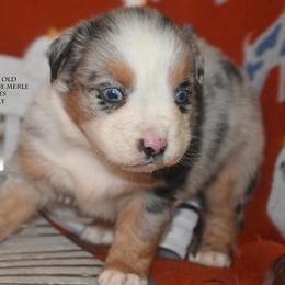 Buddy - Blue merle male Miniature Australian Shepherd puppy in Patterson, North Carolina from DreamLine Aussies