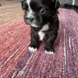 CANDY - Liver and white Shih Tzu puppy in Palm Bay, Florida from Liza's Shih Tzus