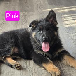 Pink Collar - Black and red female German Shepherd puppy in Sumner, Iowa from Vom Wilke Kennels