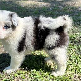 Border Collie and Papillon Puppies from Royal T Kennel