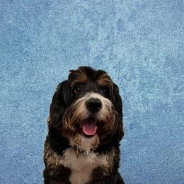 Bear - Bernedoodle