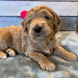 Pink Girl - Cream female Goldendoodle puppy in The Woodlands, Texas from Gracie's Goldendoodles and Bernedoodles of The Woodlands