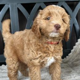 Jack - Red  male Goldendoodle puppy in Florence, South Carolina from Candy Doodles