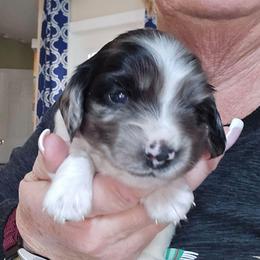 Black Dapple Piebald girl - Dapple female Dachshund puppy in Port Charlotte, Florida from Vicki's Dachshund Crossing