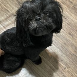 Daisy - Shih Tzu