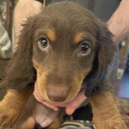 Dachshunds from Jana’s Dapper Dachshunds
