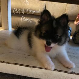 Prada - Black and white female Pomsky puppy in Hugo, Oklahoma from The Posh & Pampered Pomsky