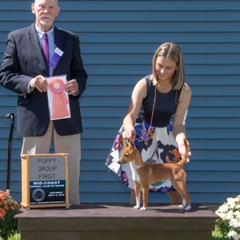 Fuega - Portuguese Podengo Pequeno