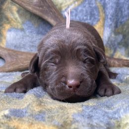 Teal (Fawn) - Chocolate female Labrador Retriever puppy in Grants Pass, Oregon from KnR Antler Dogs