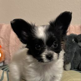 Bradley - White and black female Papillon puppy in Howe, Oklahoma from Southern Sweet Papillons