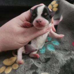 Stella - Black and white female Chihuahua puppy in Ashtabula, Ohio from Paw's & Awe's Chihuahuas