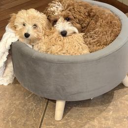 Havapoo Puppies from Havapoo Kennels