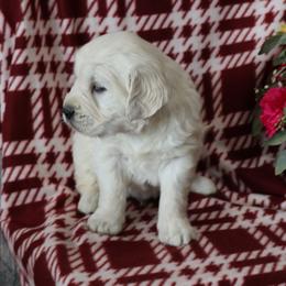 Franklin - Light golden male Golden Retriever puppy in Fredericksburg, Ohio from Golden family companion's