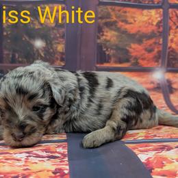 Goldendoodle, Golden Retriever, Labradoodle, and Labrador Retriever Puppies from Robertson's Retrievers and Doodles