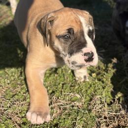 Nala - Harlequin female Great Dane puppy in Scottsburg, Virginia from Virginia Great Danes