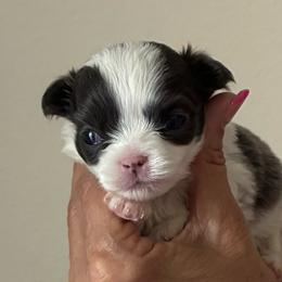 Gideon - Blue and white male Chihuahua puppy in Menifee, California from Lane’s Little Long Coats