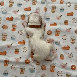 Brown collar -3,550.00 - Lemon and white male Basset Hound puppy in Columbia, South Carolina from Pawmetto Hounds