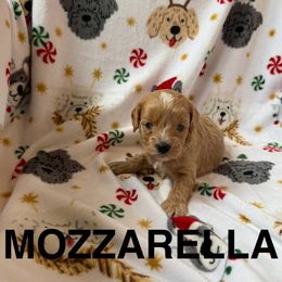 Mozzarella - Apricot male Cavapoo puppy in Sherwood, Michigan from Patrick's Puppies