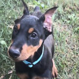 Girl 1 - Black and rust female Doberman Pinscher puppy in Centralia, Missouri from TopSpots Farm