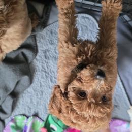 Goldendoodle Puppies from Lauralyn's Goldendoodles