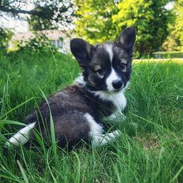 Rune - Sable male Pembroke Welsh Corgi puppy in Warrensburg, New York from The Adirondack Corgi