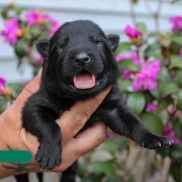 Green - Bi-color male German Shepherd puppy in New York from Spitze German Shepherds
