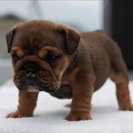 Sundae - Fawn female Bulldog puppy in Warsaw, New York from Hillview Kennels