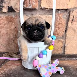 Gray collar - Fawn male Pug puppy in Tucson, Arizona from Furever Friends
