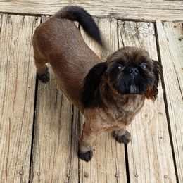 Rosie - Shih Tzu