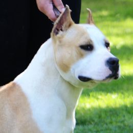 Juju - American Staffordshire Terrier