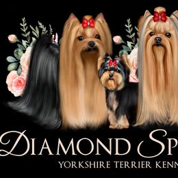 Yorkshire Terriers from Diamond Springs Kennel