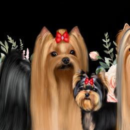 Yorkshire Terriers from Diamond Springs Kennel