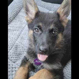 German Shepherd Puppies from Benton K-9 Breeding