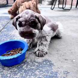 Klaus - Miniature Schnauzer
