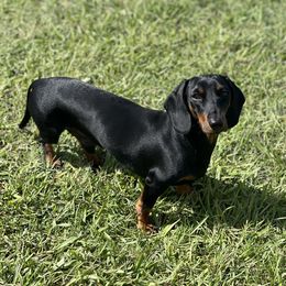 Noodles - Dachshund