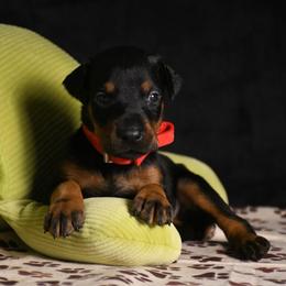 Indy (Independence) - Black and rust female Doberman Pinscher puppy in Overton, Texas from Obsidian Kennel