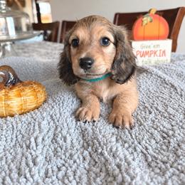 Enzo - Cream male Dachshund puppy in Molino, Florida from Dooney's Dachshunds
