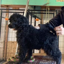 Billy - Black Poodle puppy in Onalaska, Washington from Dusty Rose Standard Poodles