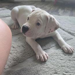 Charlie - White and brown male American Bulldog puppy in Abita Springs, Louisiana from Slumski's Bulldogs