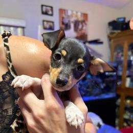 Pup A - White black and tan male Toy Fox Terrier puppy in Clermont, Florida from Debbie Hiles's Toy Fox Terriers