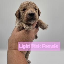 Pink Female - Apricot female Goldendoodle puppy in Mocksville, North Carolina from Hunting Creek Farm & Kennel