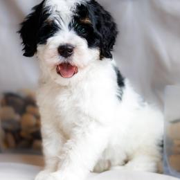 Cove - Tri-color male Bernedoodle puppy in Gilbert, Arizona from Safe Havynn Doodles