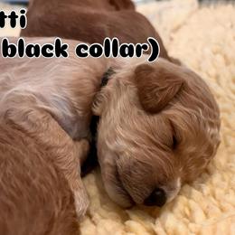 Black - Apricot female Goldendoodle puppy in Guntersville, Alabama from Carefree Goldendoodles