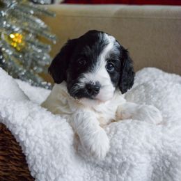 Australian Labradoodle Puppies from Australian Heritage Labradoodles