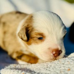 Sequoia - Red merle male Miniature Australian Shepherd puppy in Hempstead, Texas from Young Gun Aussies